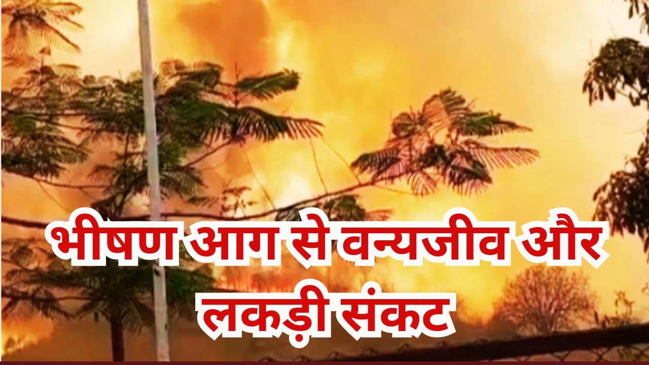 अनूपपुर बिजुरी जंगल में भीषण आग, वन्यजीव और लकड़ी को खतरा