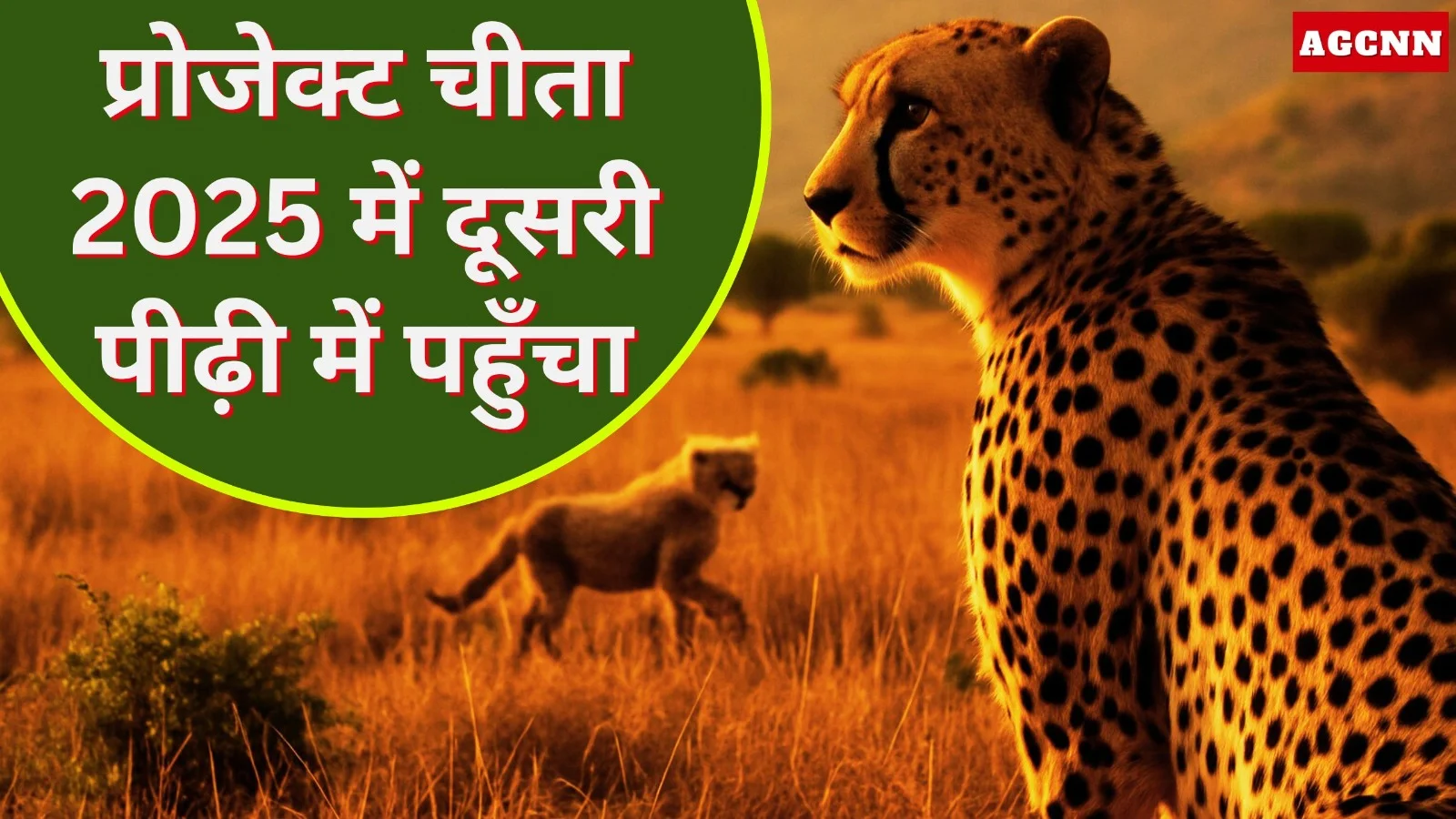 प्रोजेक्ट चीता 2025 में दूसरी पीढ़ी में पहुँचा, भारत में कुल संख्या 30 तक पहुँची