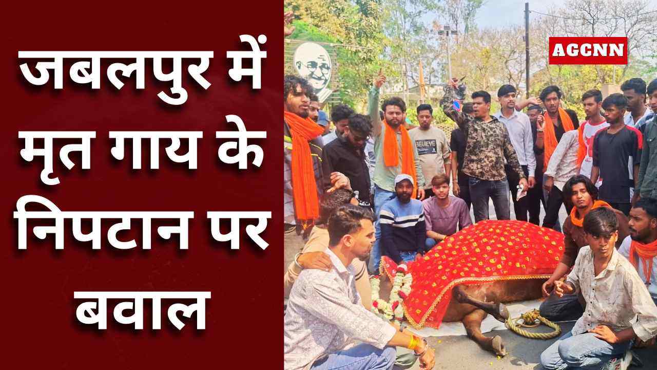 जबलपुर में मृत गाय के निपटान पर बवाल: नगर निगम कार्यालय के सामने बजरंग दल का प्रदर्शन