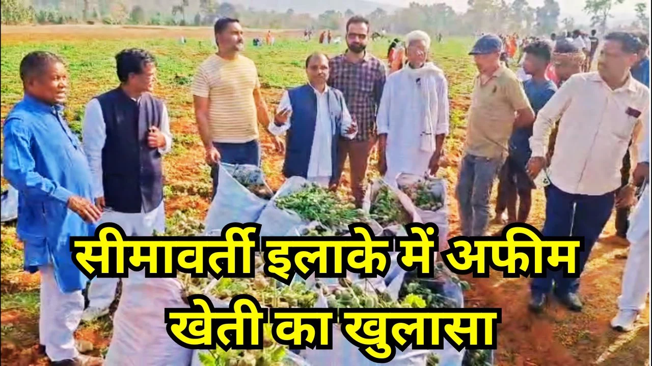 बलरामपुर में फिर मिली अवैध अफीम की खेती