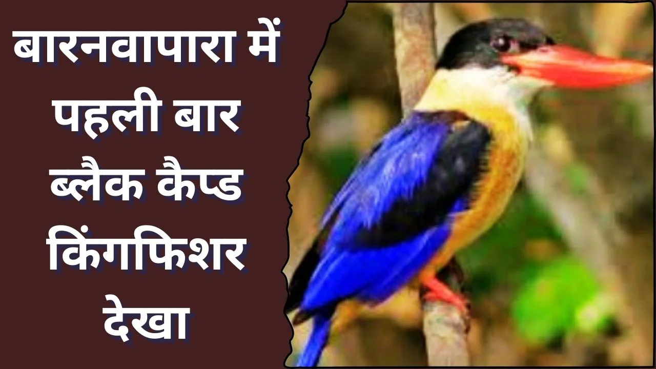 बारनवापारा अभयारण्य में पहली बार दिखा दुर्लभ ब्लैक-कैप्ड किंगफिशर पक्षी