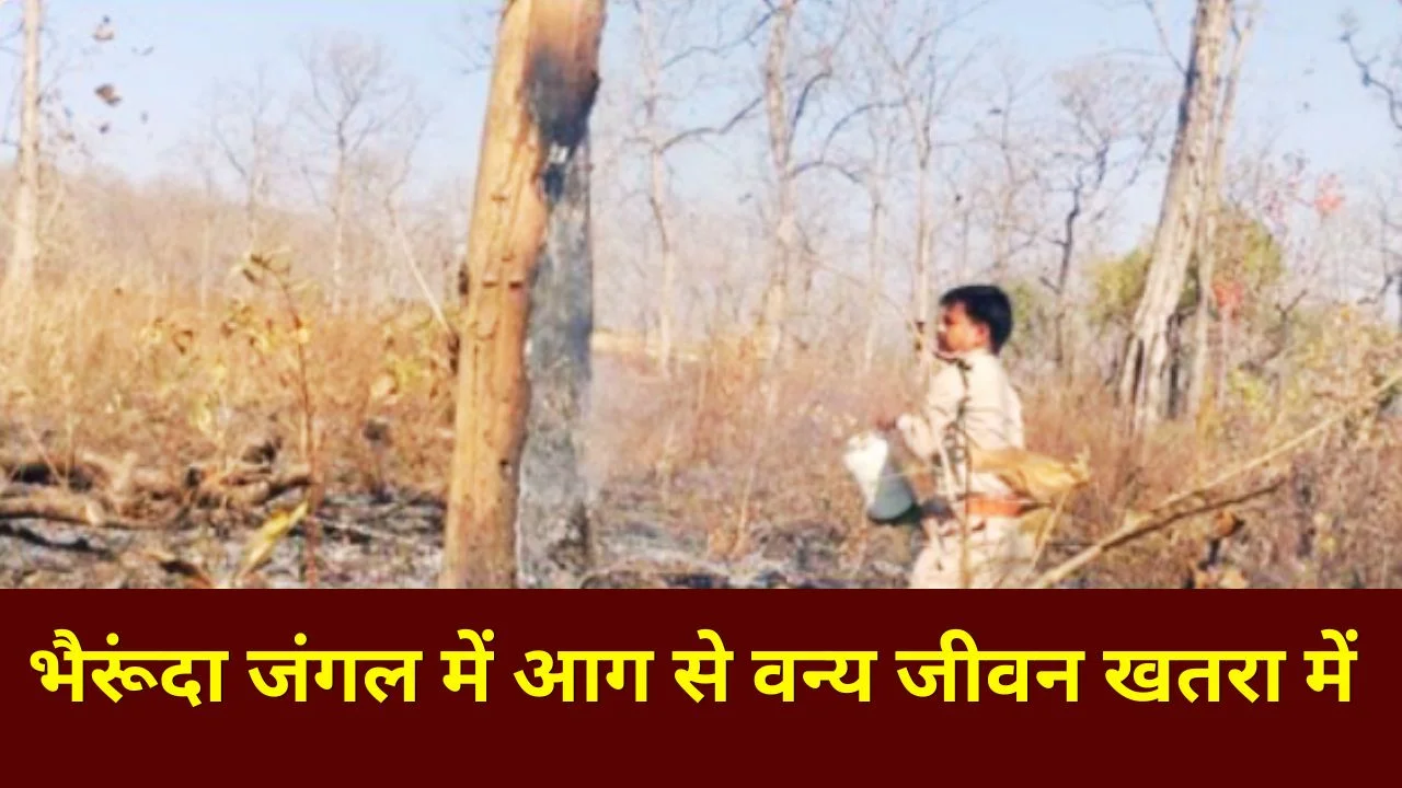 भैरूंदा तहसील के जंगलों में आग फैलने से वन्य जीवन और संपदा को खतरा
