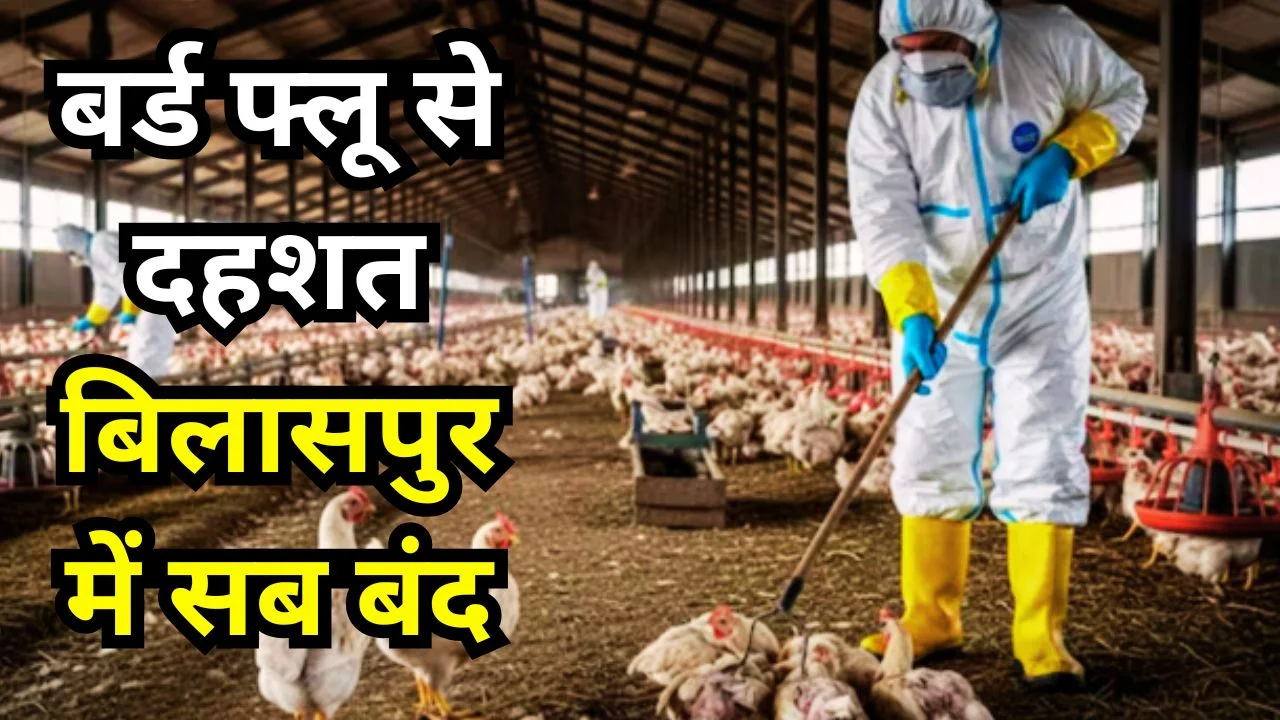 बिलासपुर में बर्ड फ्लू अलर्ट: चिकन दुकानें बंद