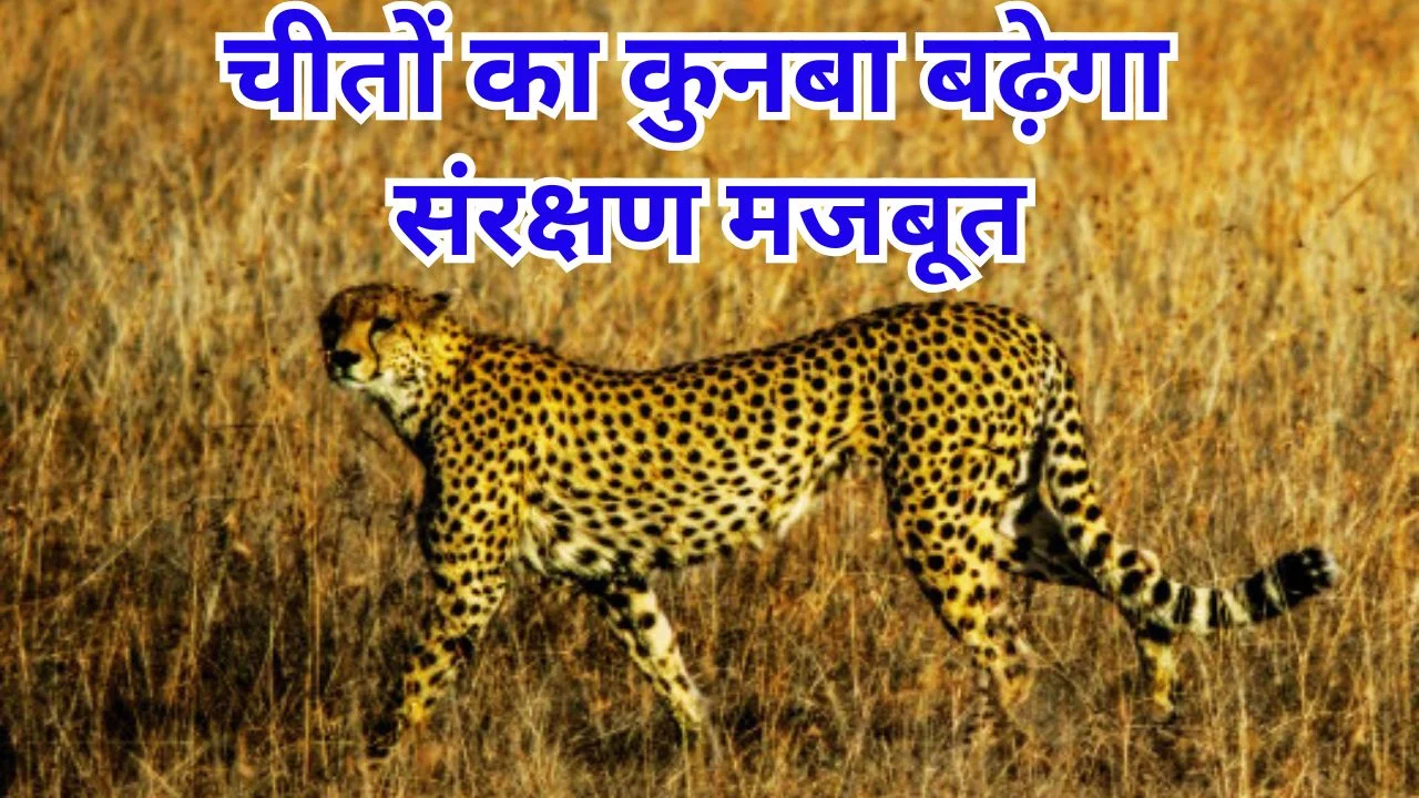 बोत्सवाना से शावकों संग आएंगे चीते