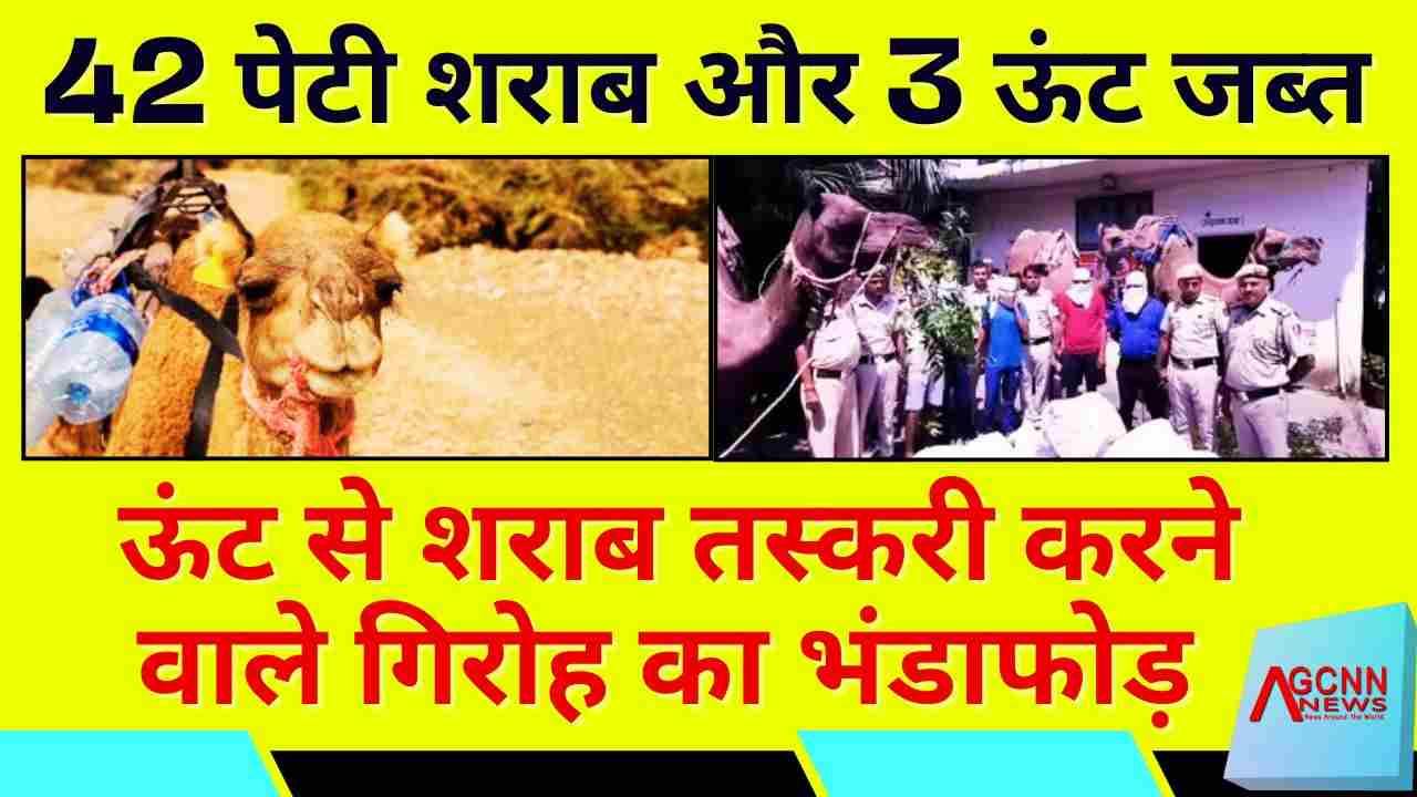 दिल्ली पुलिस ने ऊंट के जरिए शराब तस्करी करने वाले गिरोह का भंडाफोड़, 42 पेटी शराब और 3 ऊंट जब्त