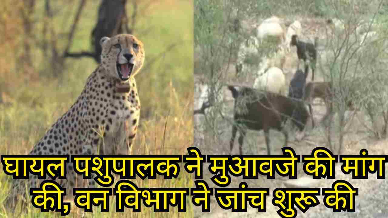 रामपुर में चीते का हमला: 16 भेड़-बकरियों की मौत, ग्रामीण दहशत में