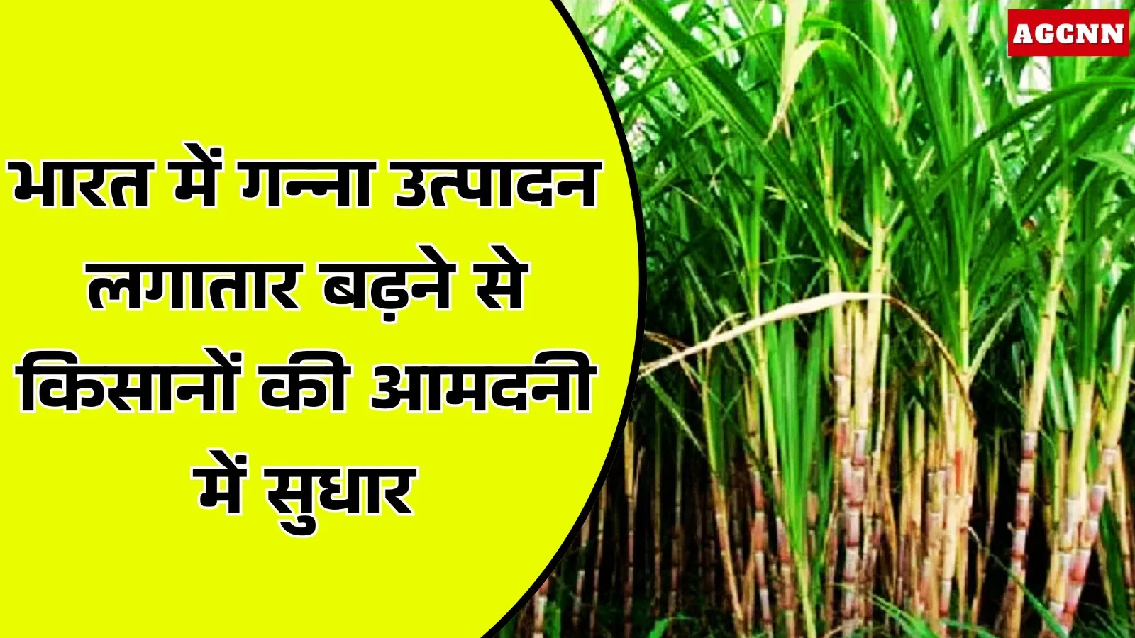 भारत में गन्ना उत्पादन लगातार बढ़ने से किसानों की आमदनी में सुधार