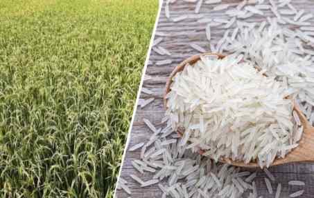 भारत में पहली जीनोम-संपादित चावल की किस्मों का ऐतिहासिक विमोचन: कृषि क्षेत्र में नई क्रांति की शुरुआत