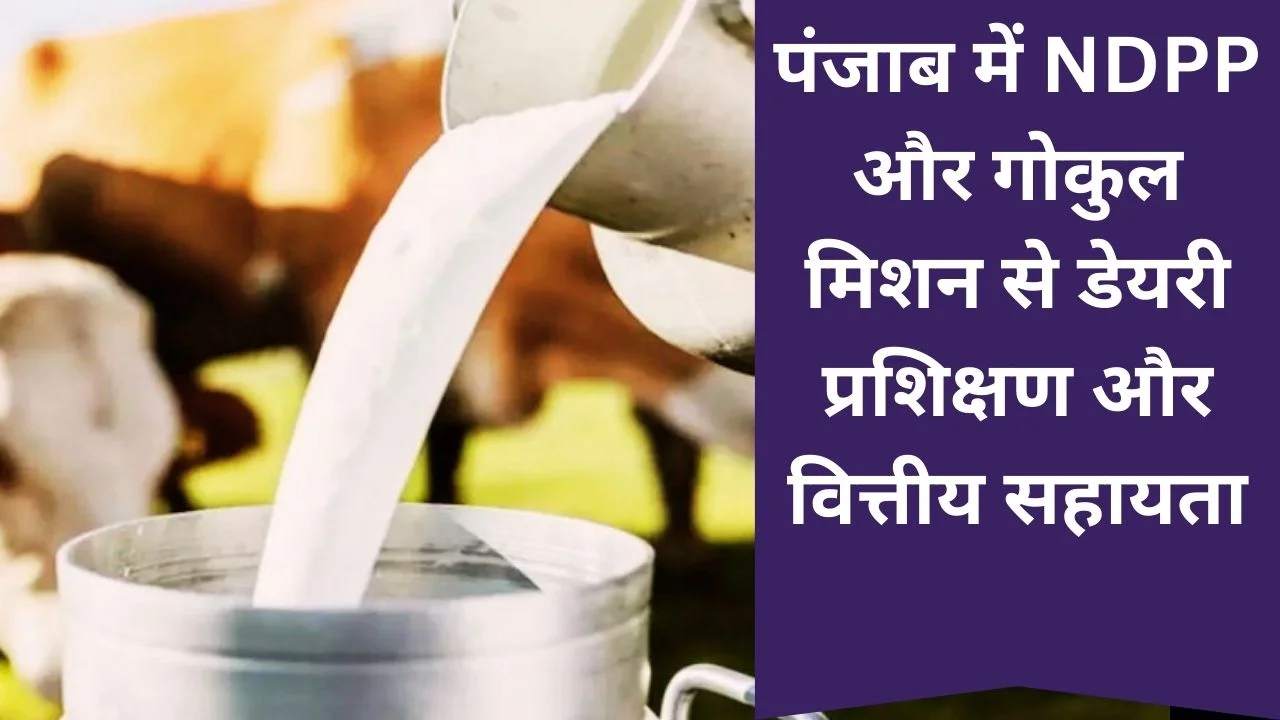NPDD और गोकुल मिशन से पंजाब में डेयरी क्षेत्र को मजबूती, करोड़ों की सहायता