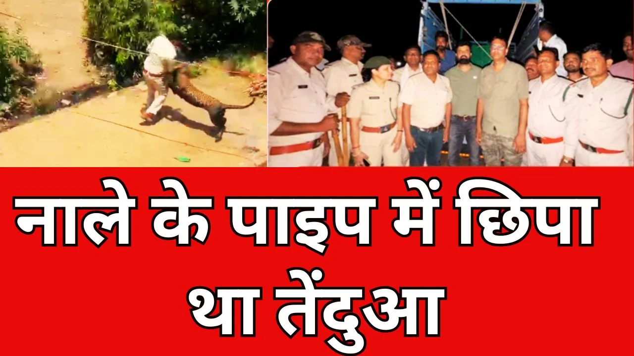 धार में तेंदुए का आतंक, 5 घायल, देर रात रेस्क्यू ऑपरेशन में काबू