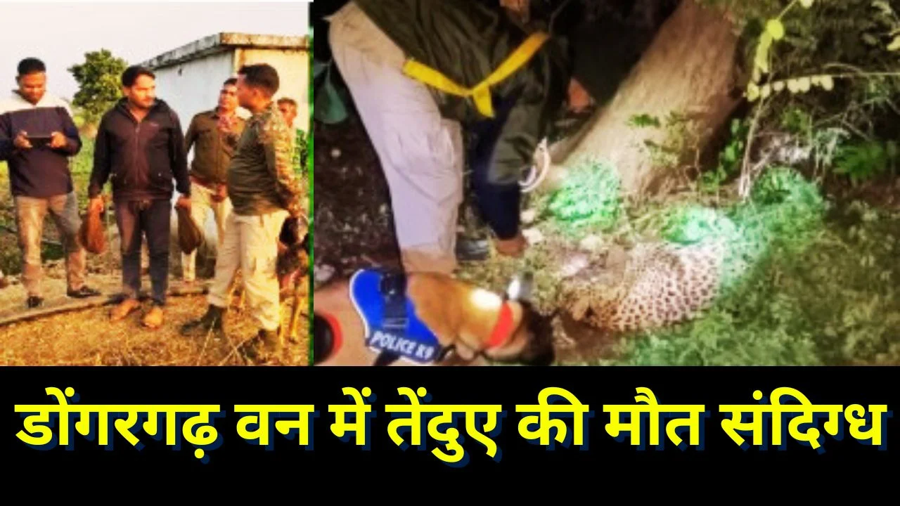 डोंगरगढ़ वन में तेंदुआ मृत, प्राकृतिक मौत के दावे पर सवाल