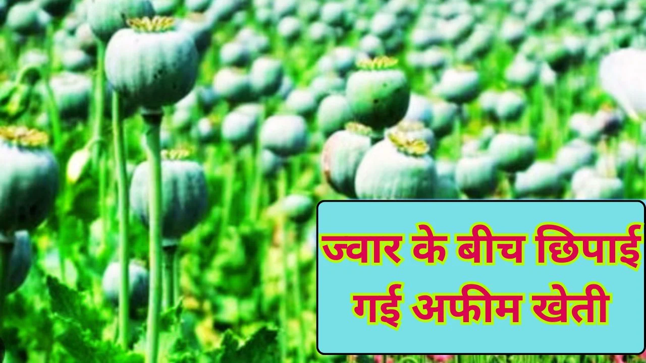 दुर्ग में डेढ़ एकड़ में अफीम की खेती पकड़ी