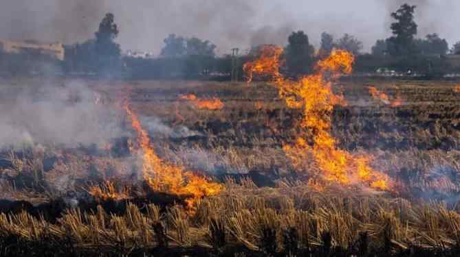 पंजाब में पराली जलाने की घटनाओं में तेजी, तरनतारन और अमृतसर सबसे प्रभावित जिले