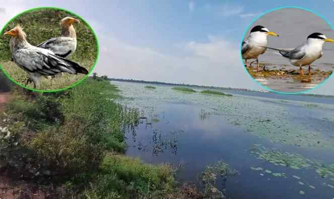 कोपरा जलाशय को मिलेगा रामसर दर्जा? छत्तीसगढ़ सरकार ने भेजा प्रस्ताव