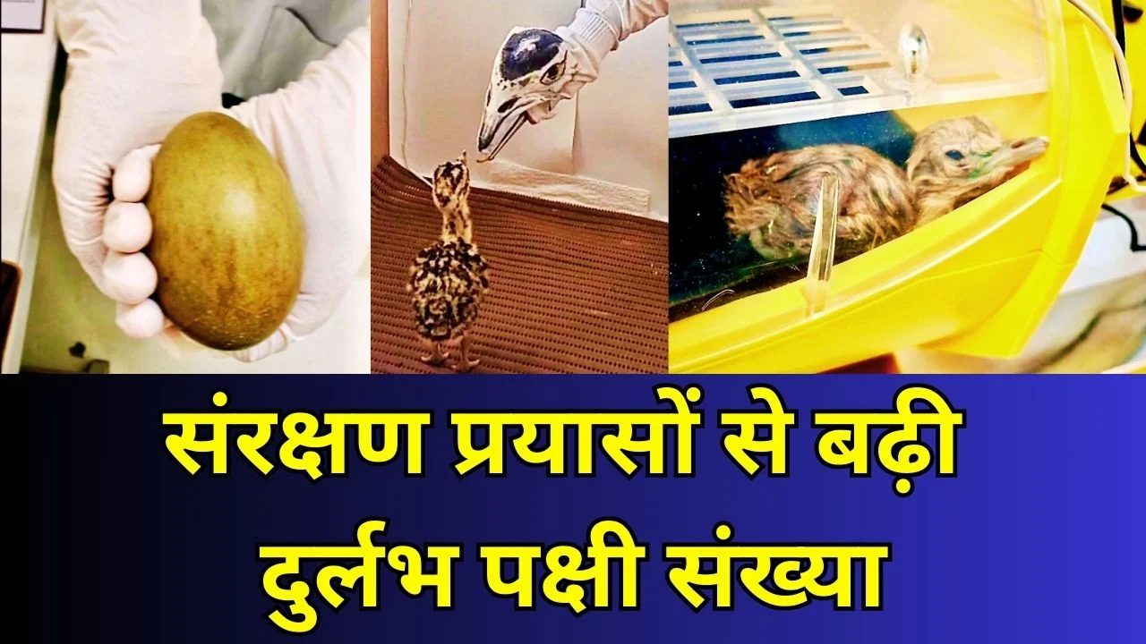 ग्रेट इंडियन बस्टर्ड प्रोजेक्ट में सफलता, कैप्टिव सेंटर में दो चूजे जन्मे