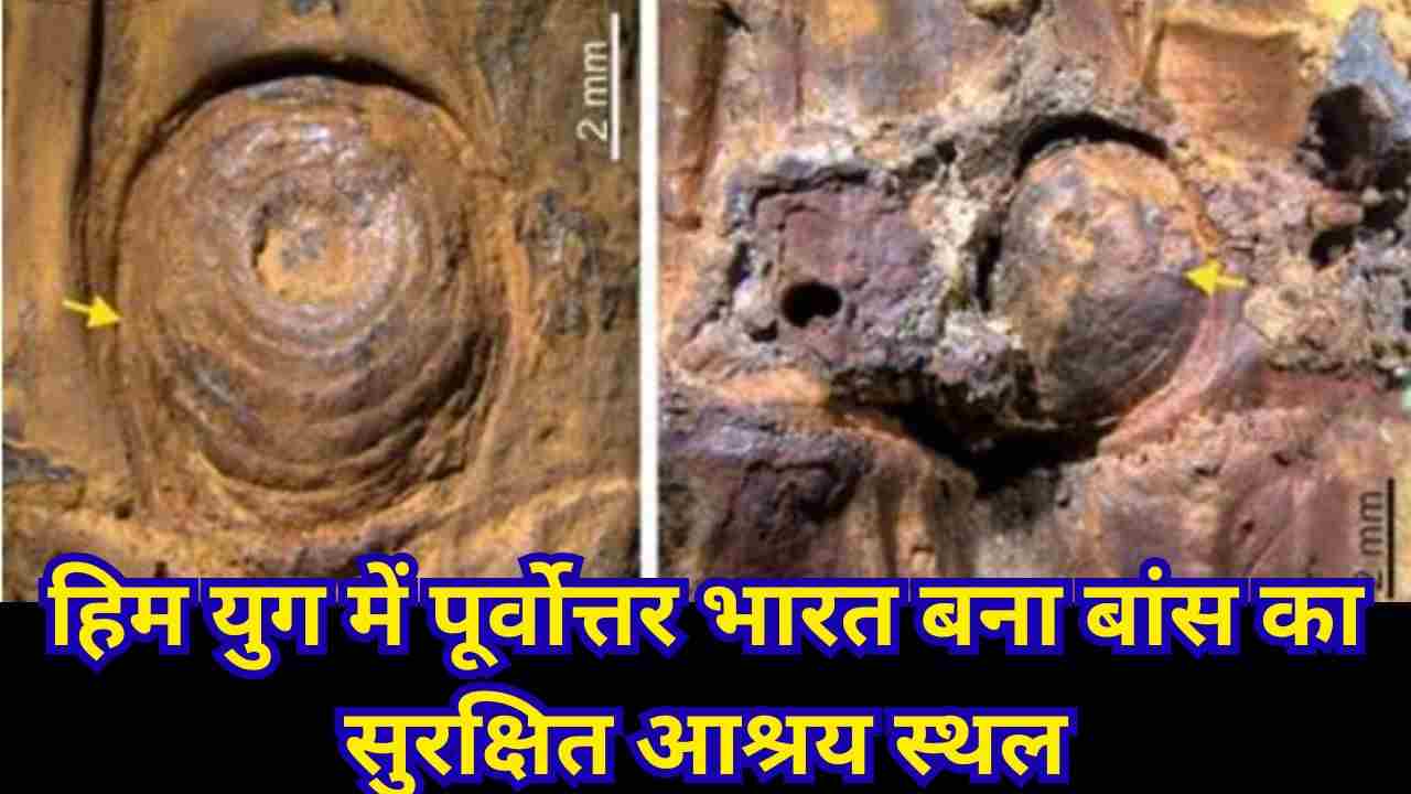 मणिपुर में मिला एशिया का सबसे पुराना कांटेदार बांस का फॉसिल