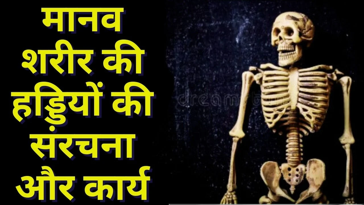 मानव शरीर की सबसे बड़ी और सबसे छोटी हड्डी, फीमर से स्टेपस तक पूरी जानकारी