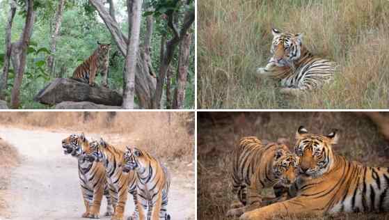 International Tiger Day 2026: पीएम मोदी ने दी शुभकामनाएं, कहा- दुनिया के 70% बाघ भारत में हैं