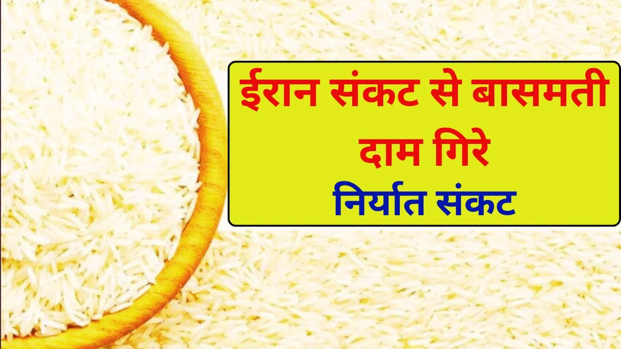 ईरान संकट का असर: बासमती चावल के दाम गिरे