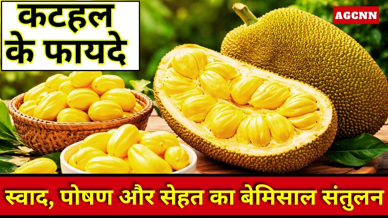 कटहल—स्वाद में लाजवाब और सेहत में बेमिसाल! जानिए क्यों बढ़ रही है इसकी लोकप्रियता