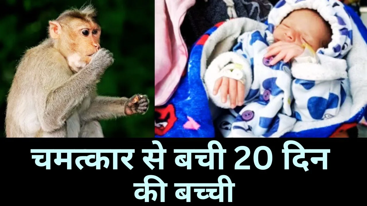 जांजगीर-चांपा में बंदर ने 20 दिन की बच्ची कुएं में फेंकी
