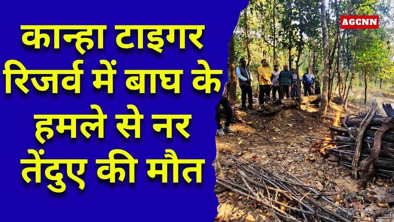कान्हा टाइगर रिजर्व में बाघ के हमले से नर तेंदुए की मौत, पोस्टमार्टम में पुष्टि