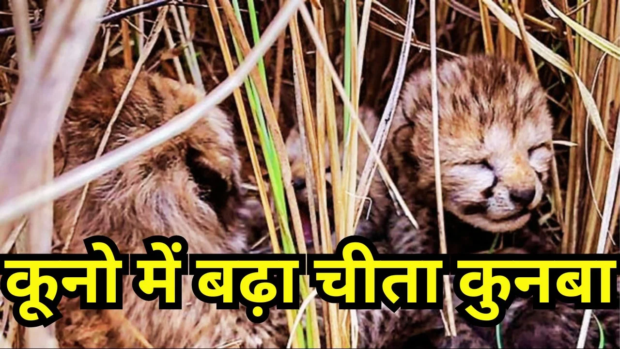 कूनो में चीता आशा ने दिए 5 शावक