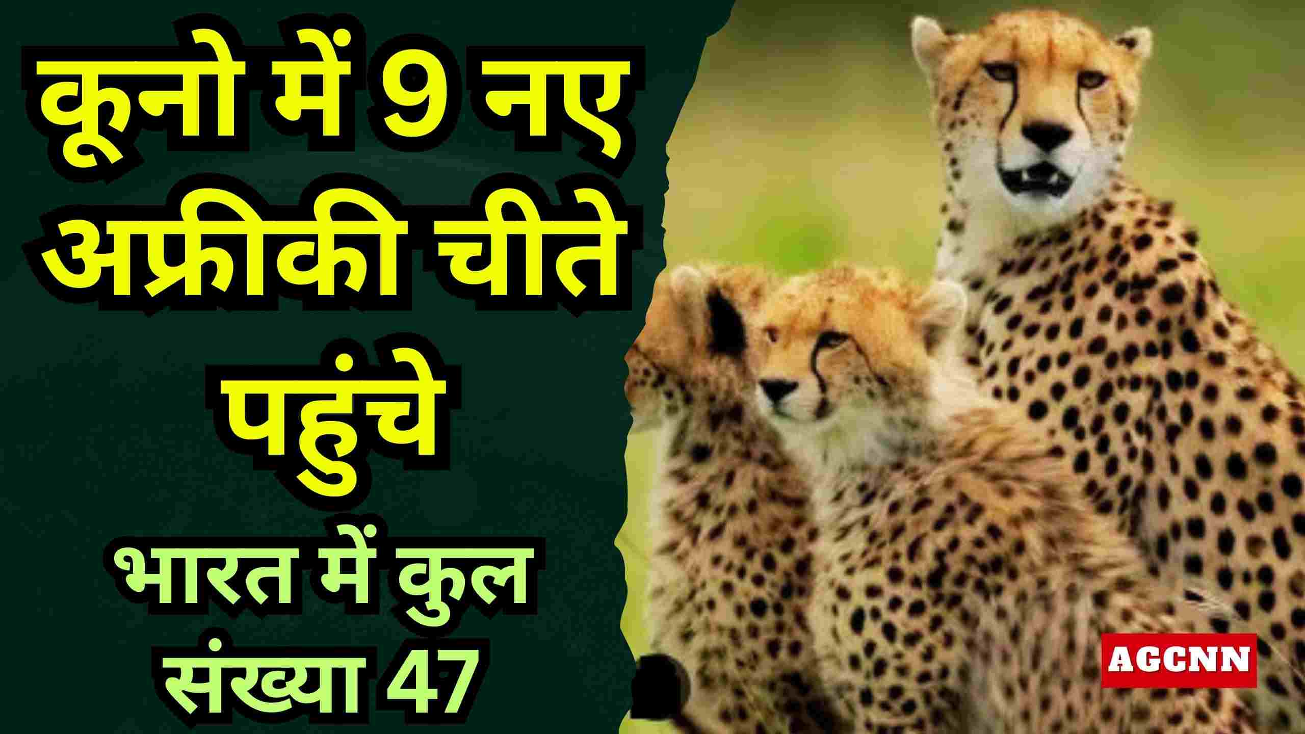 कूनो में फिर गूंजा चीते का कदम: इतिहास की नई आहट