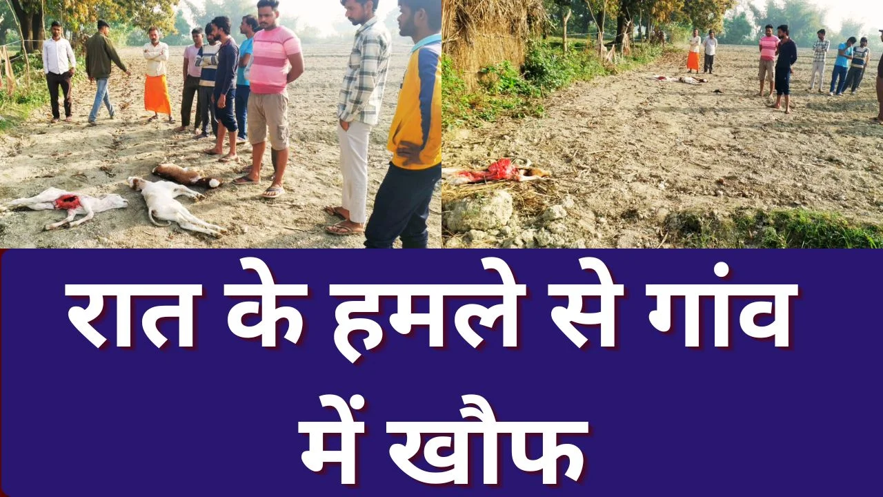 खीरी में बाघ का हमला: पांच बछड़ों को बनाया शिकार