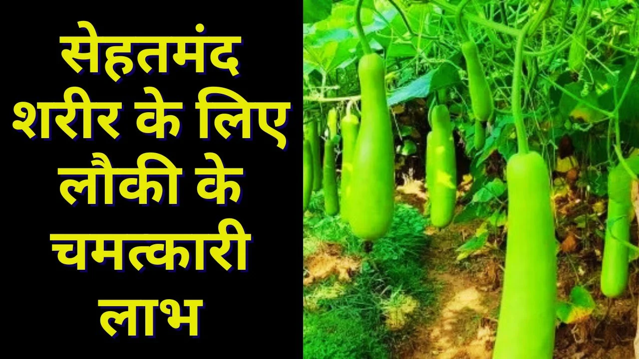 लौकी के फायदे: वजन, BP और पाचन के लिए असरदार घरेलू उपाय