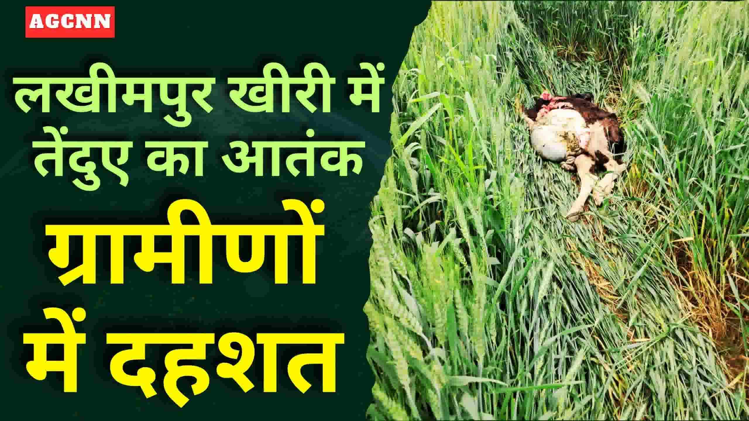लखीमपुर खीरी में तेंदुए का आतंक: निघासन में बछड़े का शिकार, ग्रामीणों में दहशत