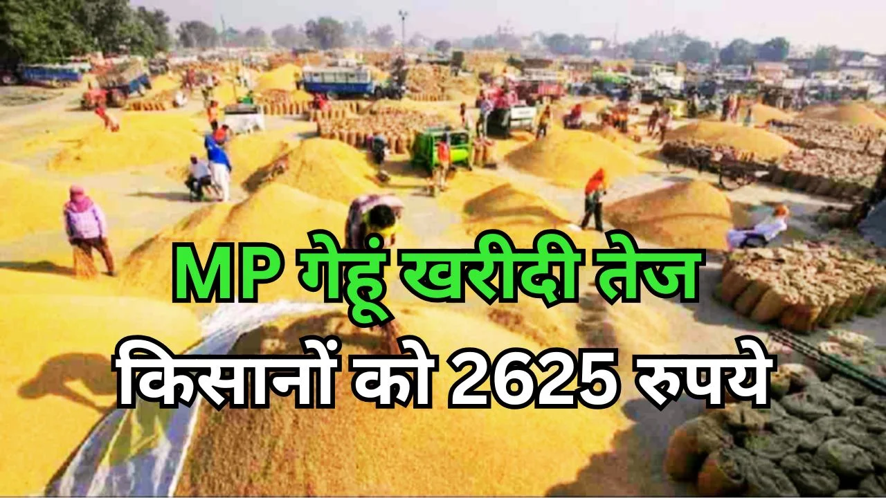 MP में गेहूं खरीदी तेज, किसानों को 2625 रुपये प्रति क्विंटल मिलेगा