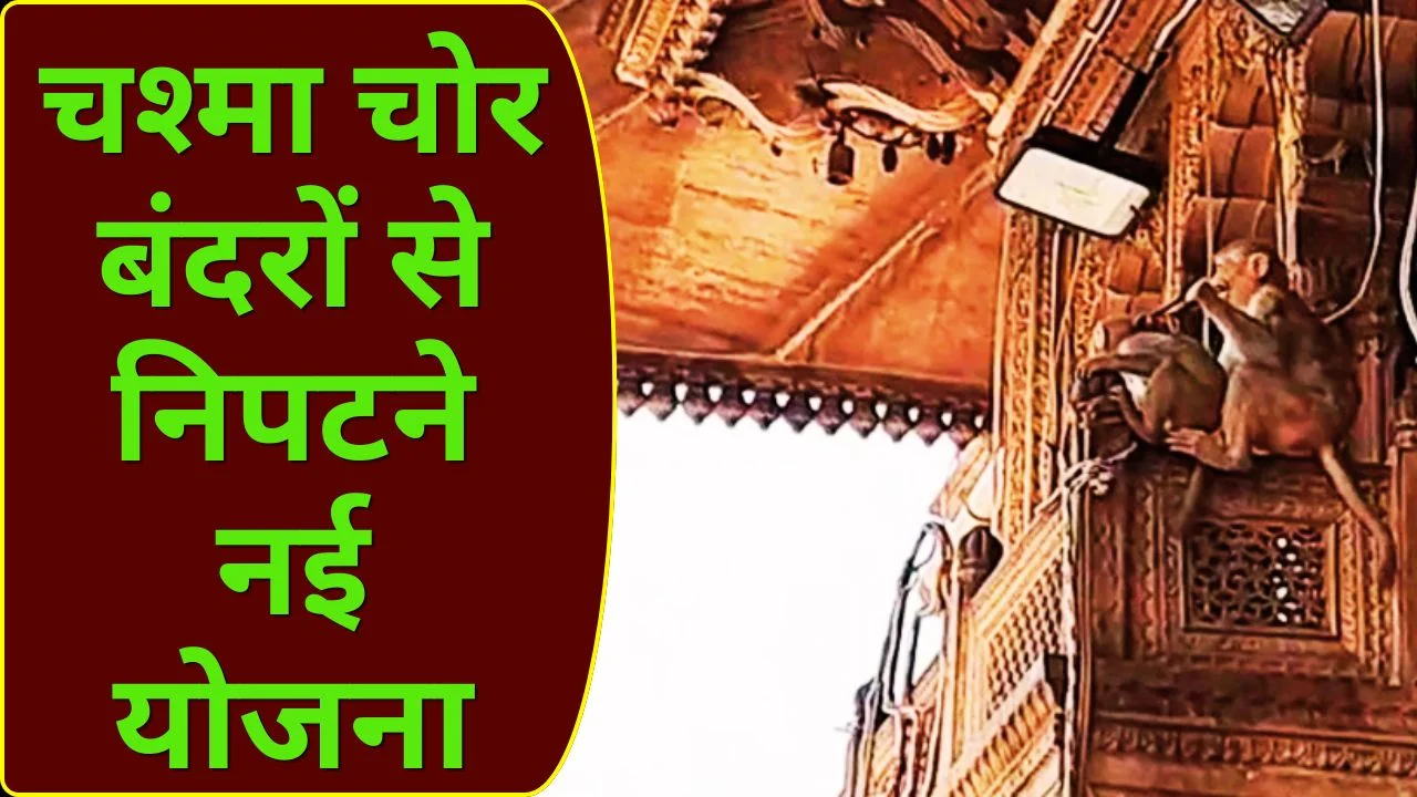 राष्ट्रपति के दौरे से पहले वृंदावन में ‘चश्मा चोर’ बंदरों से निपटने की तैयारी