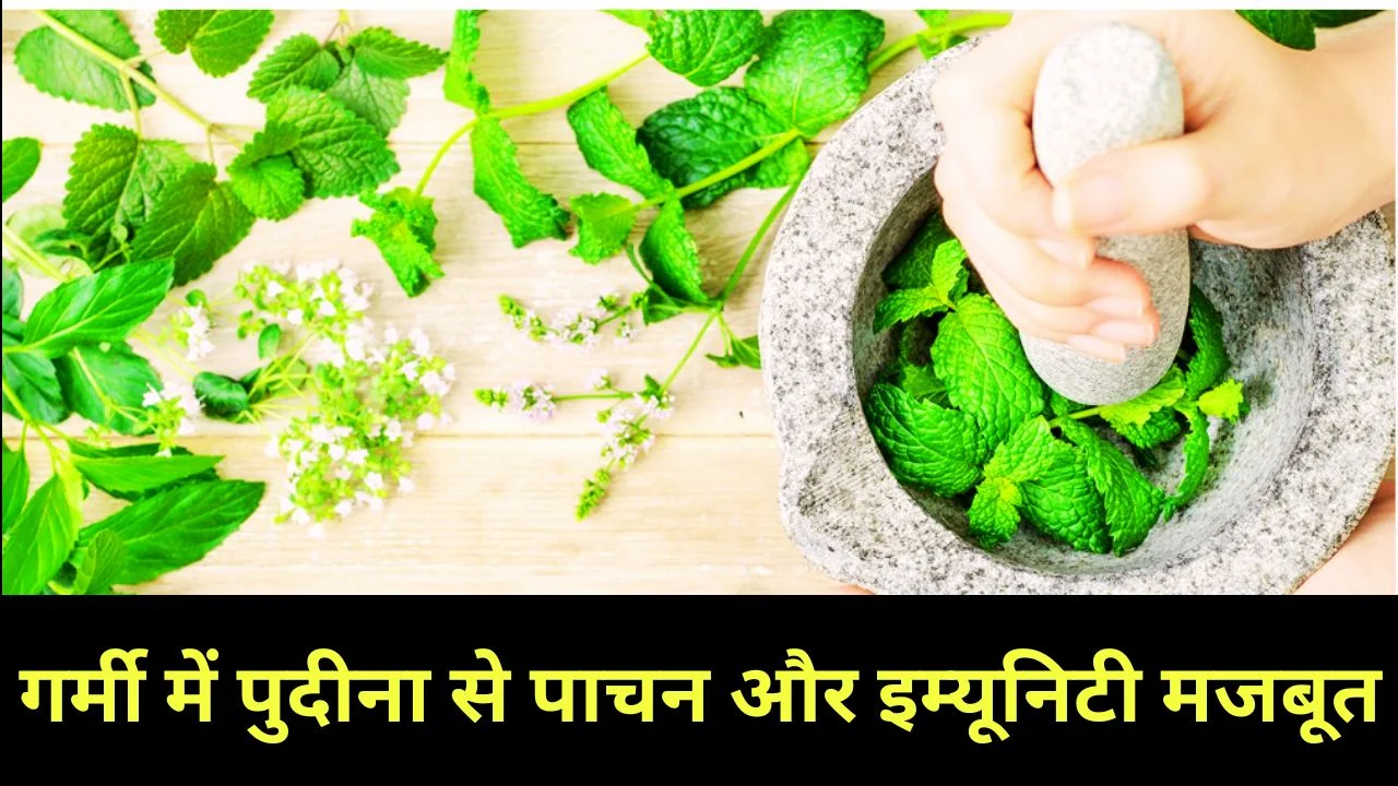 गर्मी में पुदीना के फायदे, पाचन से इम्यूनिटी तक जबरदस्त असर