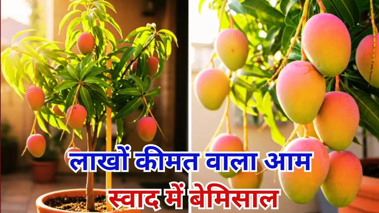 मियाजाकी आम: दुनिया का सबसे महंगा और दुर्लभ आम, कीमत लाखों में