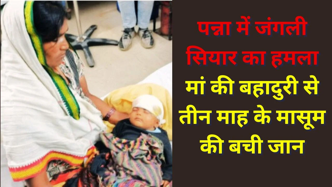 पन्ना में जंगली सियार का मासूम पर हमला, मां की बहादुरी से बची तीन माह के बच्चे की जान