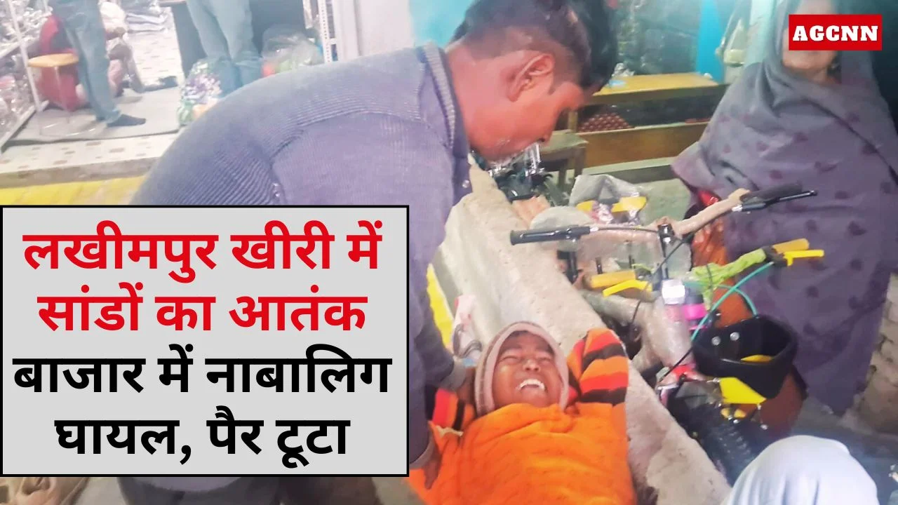 लखीमपुर खीरी में सांडों का आतंक, बाजार में नाबालिग घायल, पैर टूटा