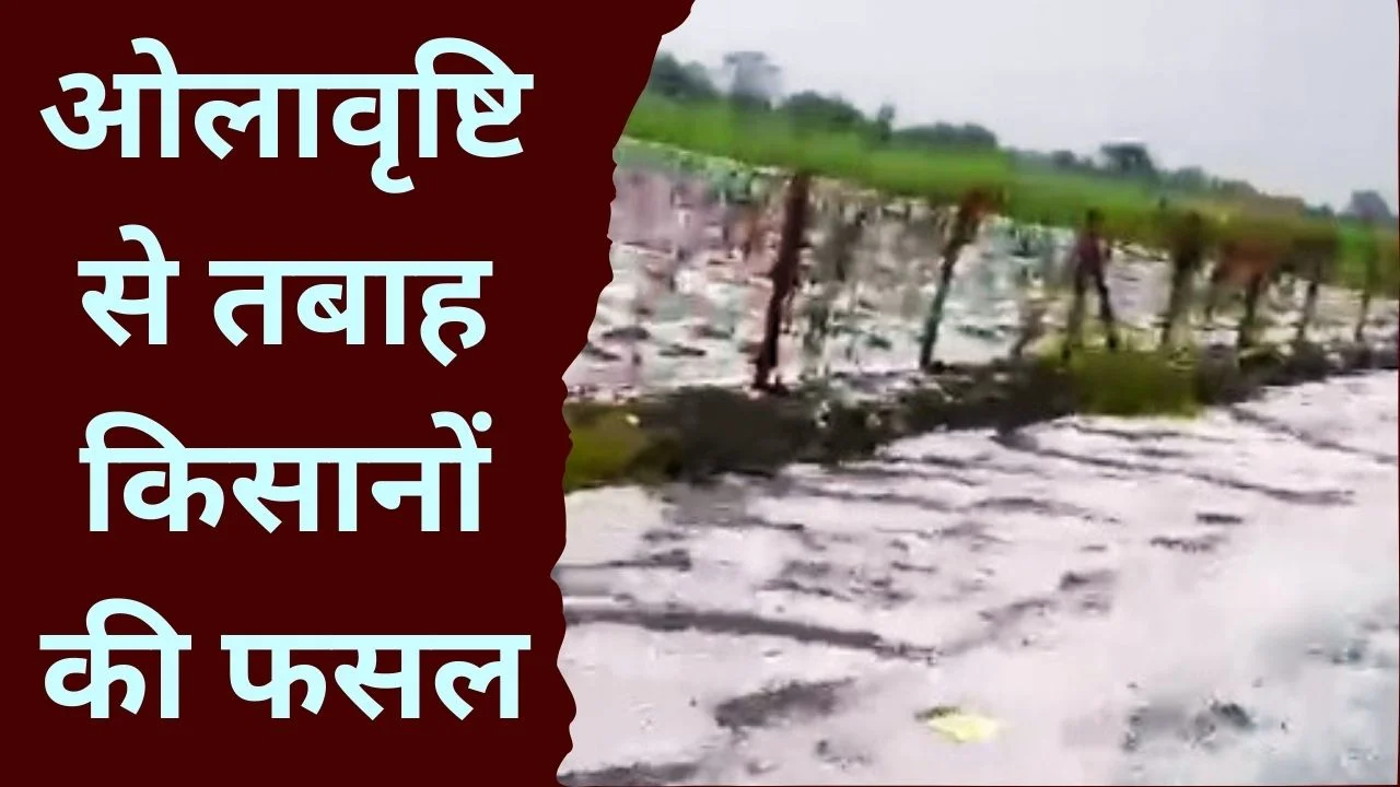 नीमच में बेमौसम ओलावृष्टि से तबाही