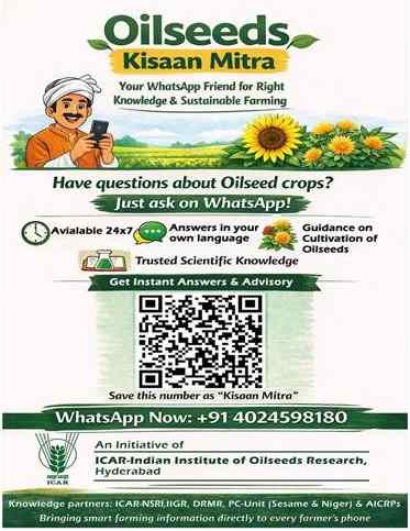 ऑयलसीड्स किसान मित्र: अब व्हाट्सएप पर मिलेगी तिलहन खेती की वैज्ञानिक सलाह, 24 घंटे उपलब्ध सेवा