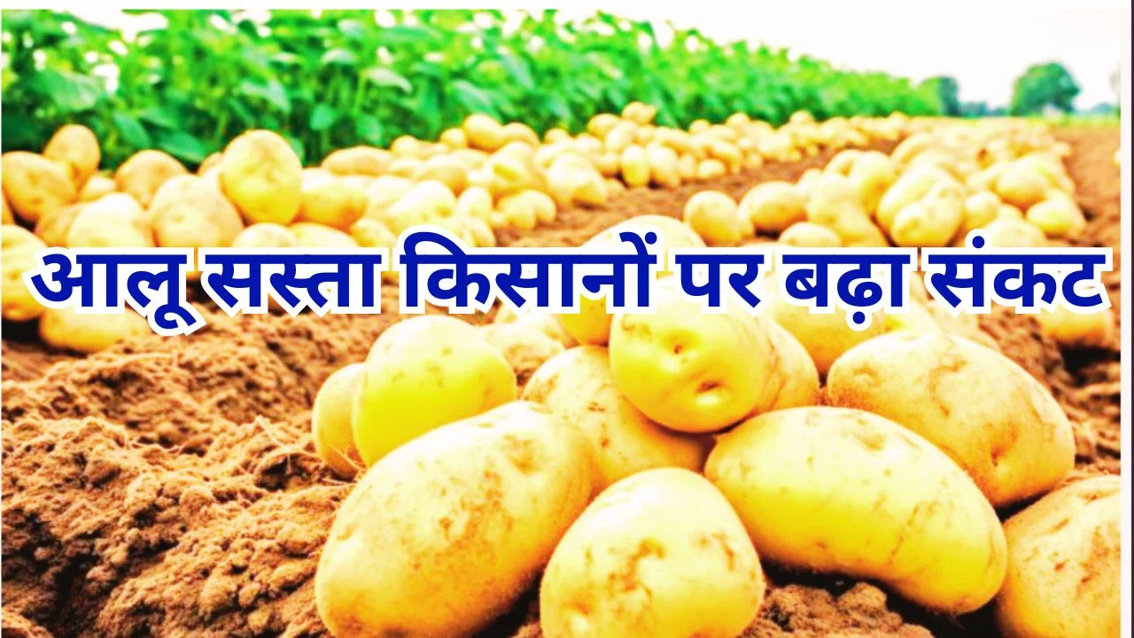 आलू के दाम 7 रुपये किलो तक गिरे, बंपर पैदावार से किसानों और व्यापारियों पर संकट