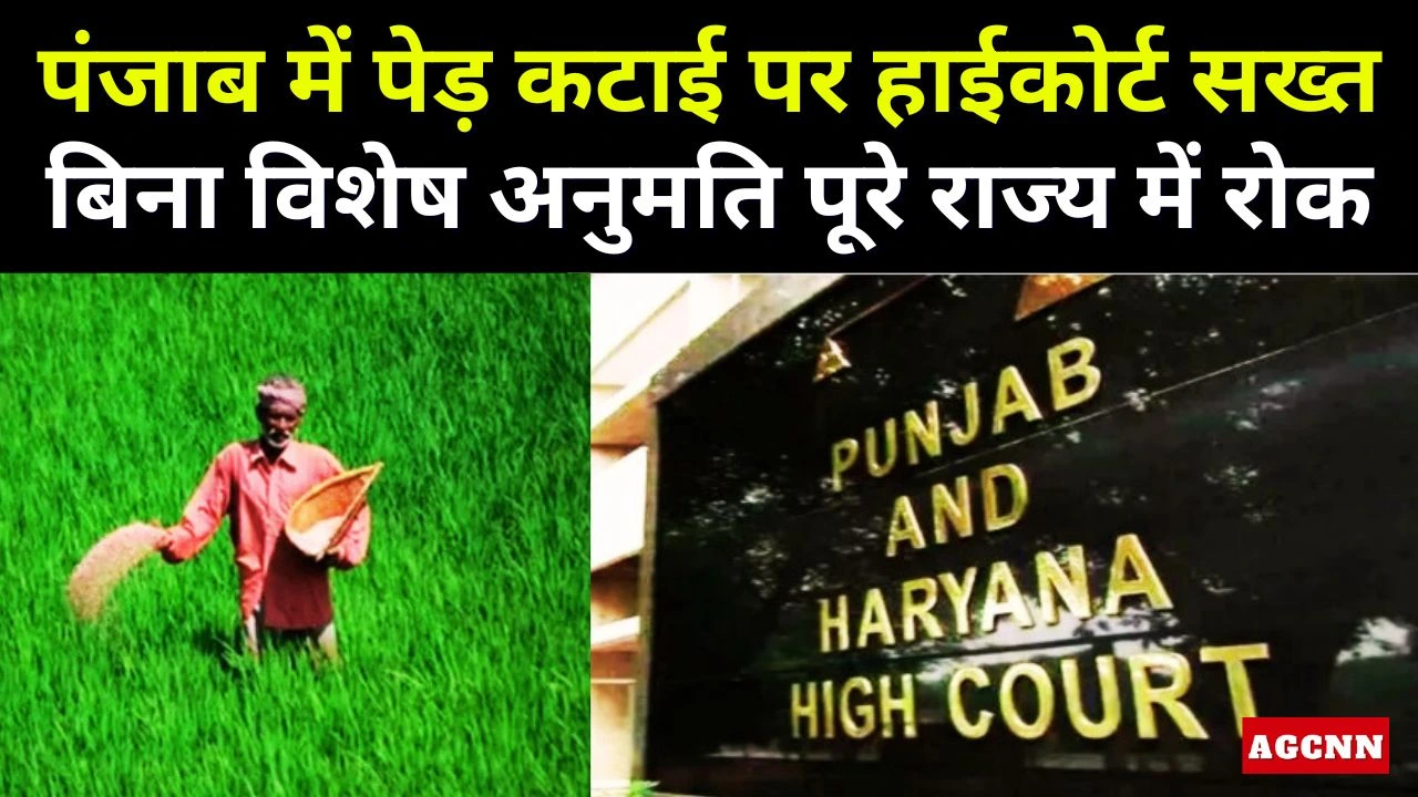 पंजाब में पेड़ कटाई पर हाईकोर्ट सख्त: बिना विशेष अनुमति पूरे राज्य में रोक