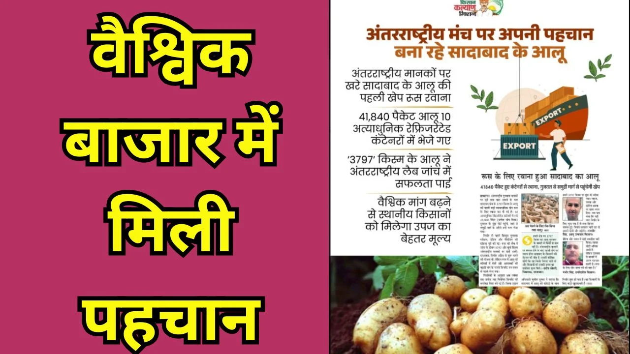 सादाबाद का आलू रूस निर्यात, किसानों को नई उम्मीद