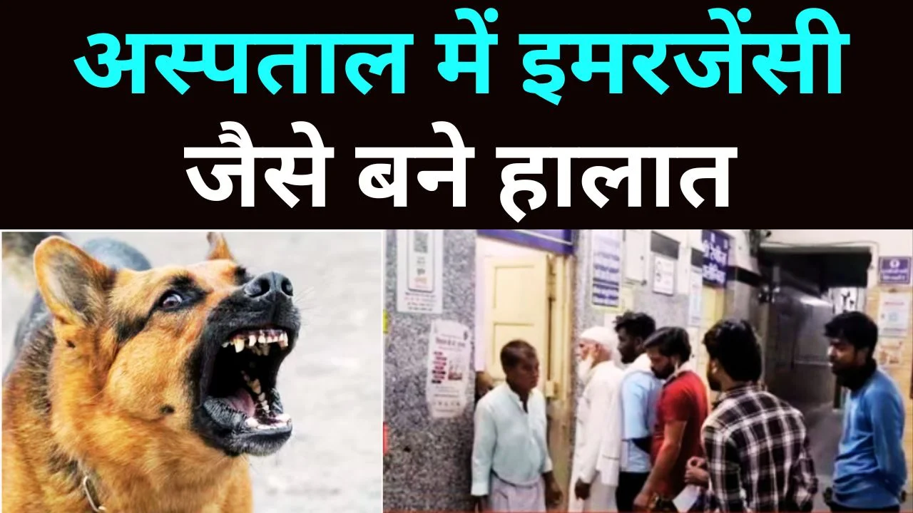 सतना में आवारा कुत्ते का आतंक, 3 घंटे में 40 लोग घायल, रीवा रोड में दहशत