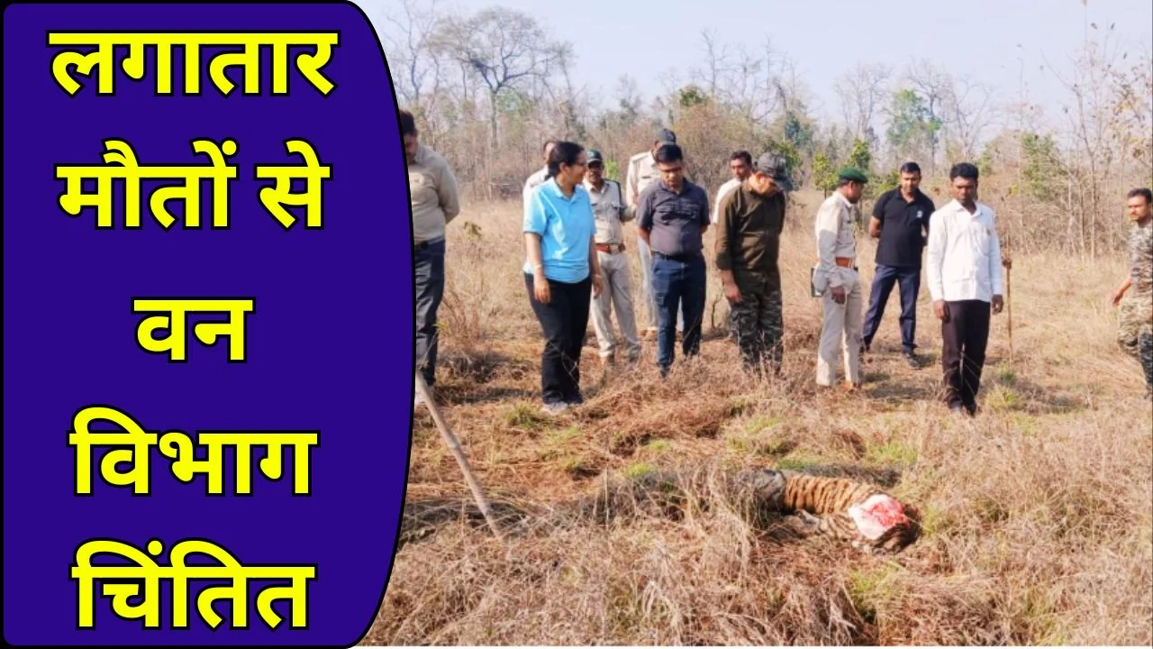 सतपुड़ा टाइगर रिजर्व में 4 माह का शावक मृत, 9 महीनों में पांचवीं मौत
