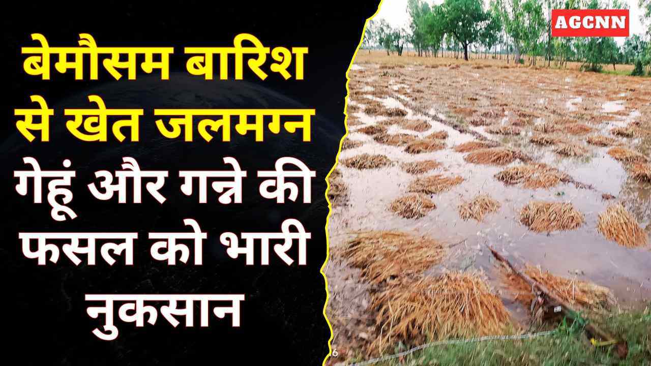बेमौसम बारिश से खेत जलमग्न, गेहूं और गन्ने की फसल को भारी नुकसान; मुआवजे की मांग तेज