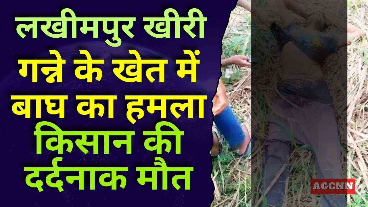 लखीमपुर खीरी: गन्ने के खेत में बाघ का हमला, किसान की दर्दनाक मौत; वन विभाग पर भड़के ग्रामीण