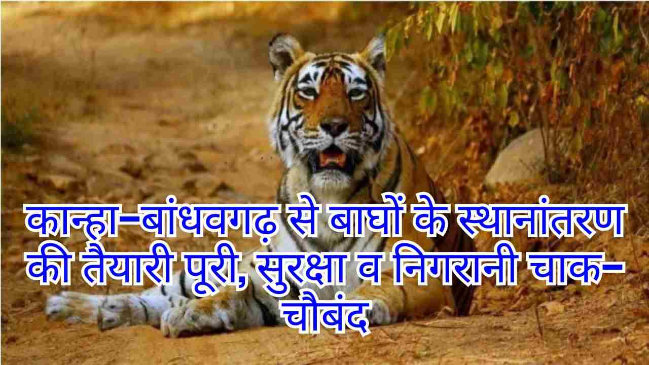 छत्तीसगढ़ में छह नए बाघों की एंट्री: टाइगर ट्रांसलोकेशन मिशन तेज