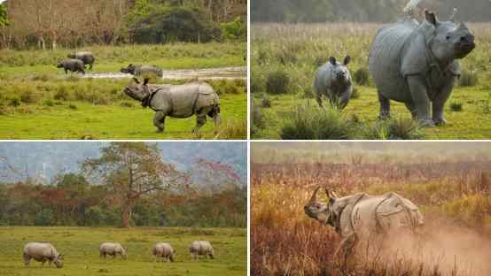 World Rhino Day | विश्व राइनो दिवस पर PM मोदी का संदेश, ‘प्रोजेक्ट राइनो’ पर जोर