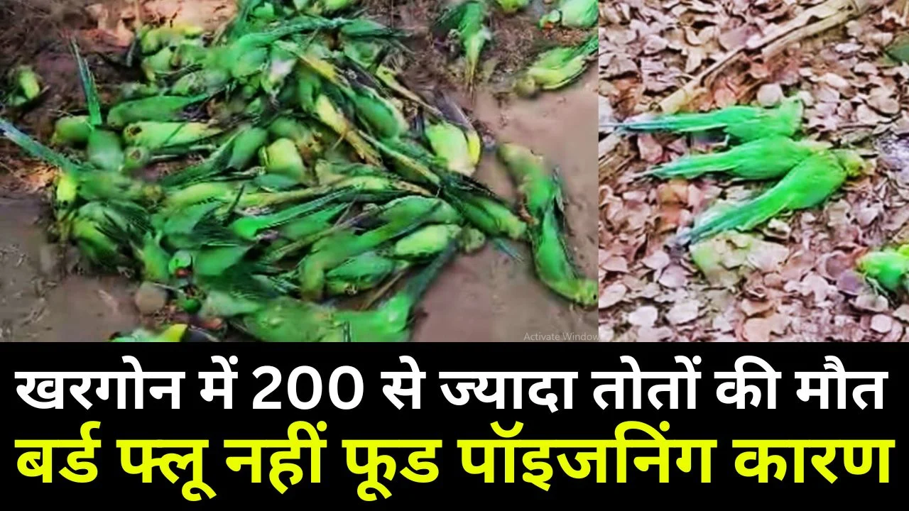 खरगोन में 200 से ज्यादा तोतों की मौत, बर्ड फ्लू नहीं फूड पॉइजनिंग कारण